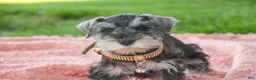 Miniature Schnauzer dogs for sale: Nellie Belle - Ad 4