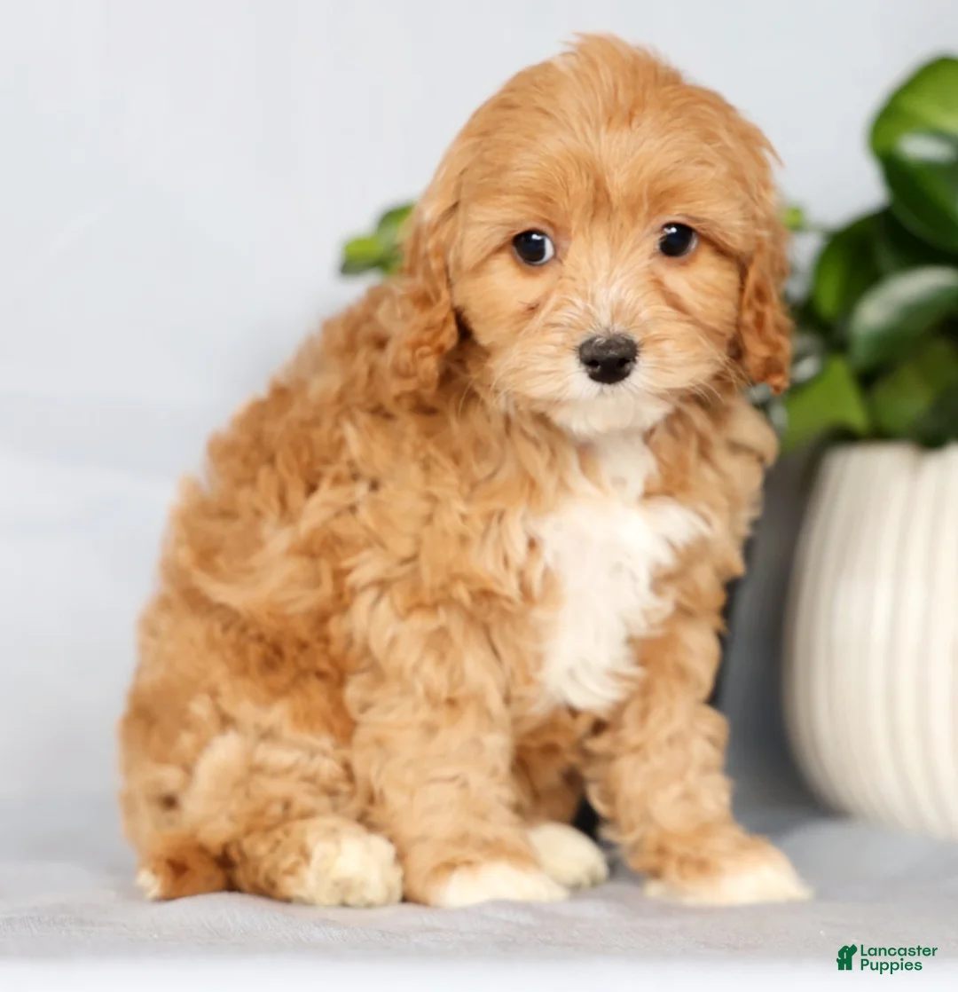 Cavapoo dogs for sale: Paisley - Ad 3