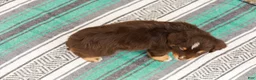 Australian Shepherd dogs for sale: Travis - Ad 7