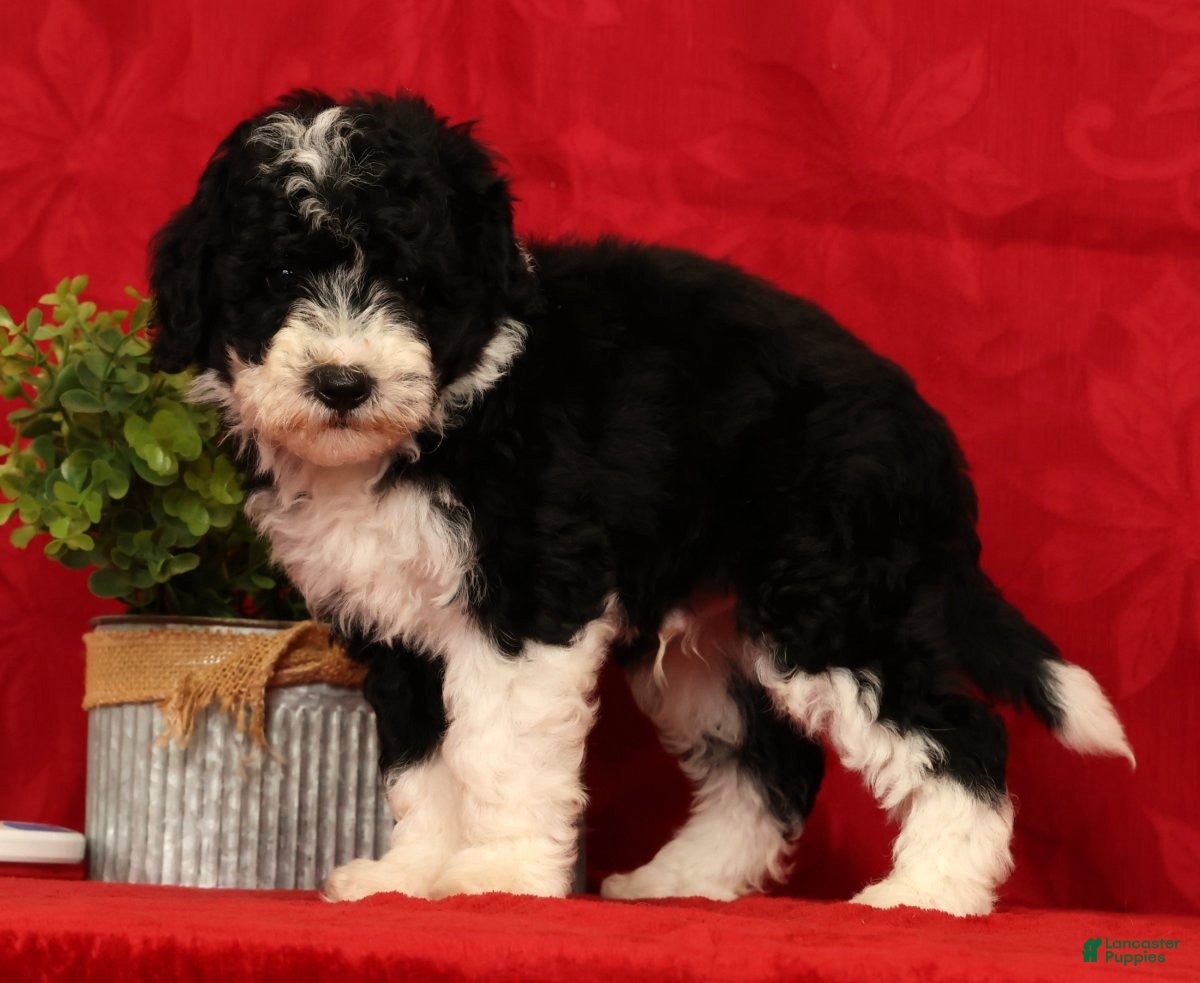 Mini Sheepadoodle dogs Tucker - Ad 2