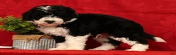 Mini Sheepadoodle dogs for sale: Tucker - Ad 2