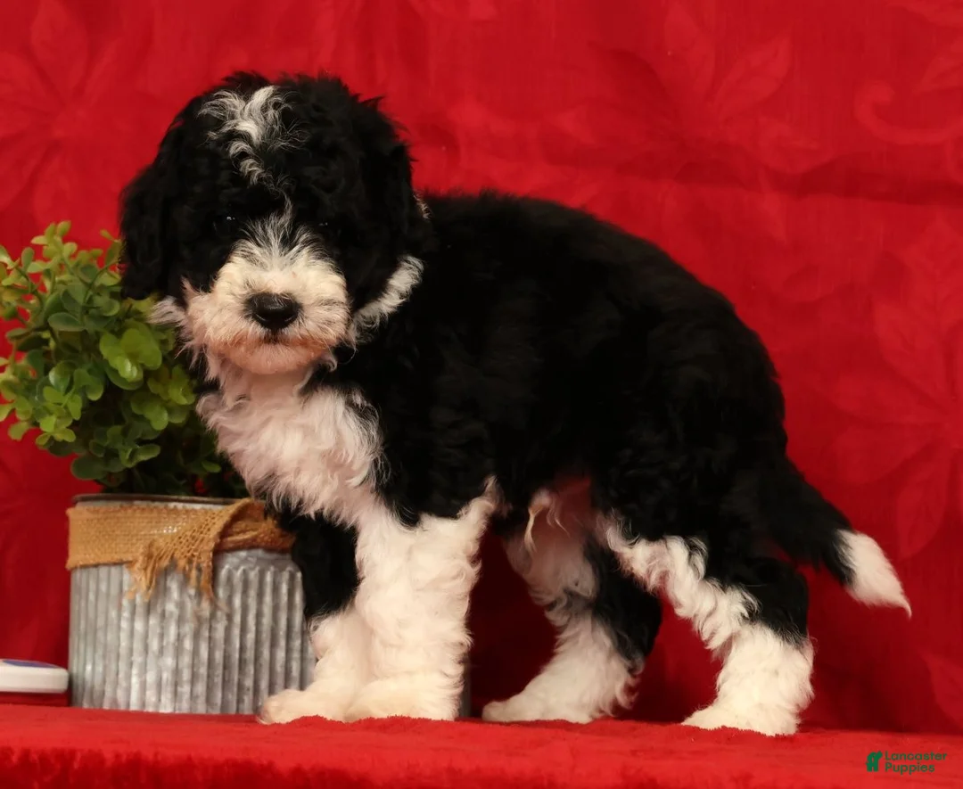 Mini Sheepadoodle dogs for sale: Tucker - Ad 2