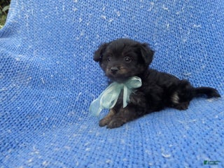 Malshi dogs Holt - Ad 16