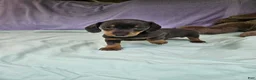 Dachshund dogs for sale: Prine - Ad 2