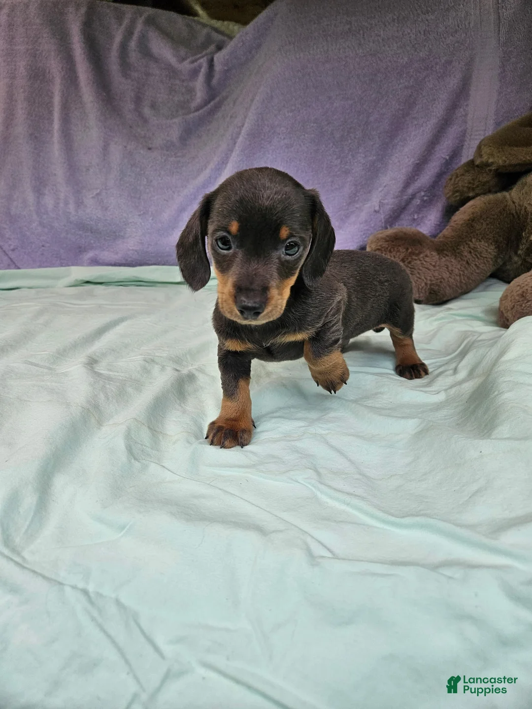 Dachshund dogs for sale: Prine - Ad 2