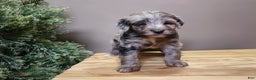 Mini Bernedoodle dogs for sale: Blitz - Ad 16