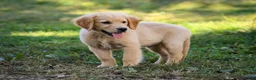 Golden Retriever dogs for sale: Ashton AKC Golden Retriever Pup - Ad 4
