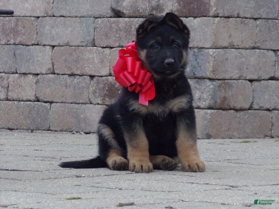 German Shepherd dogs for sale: Cream Collar - Ad 1