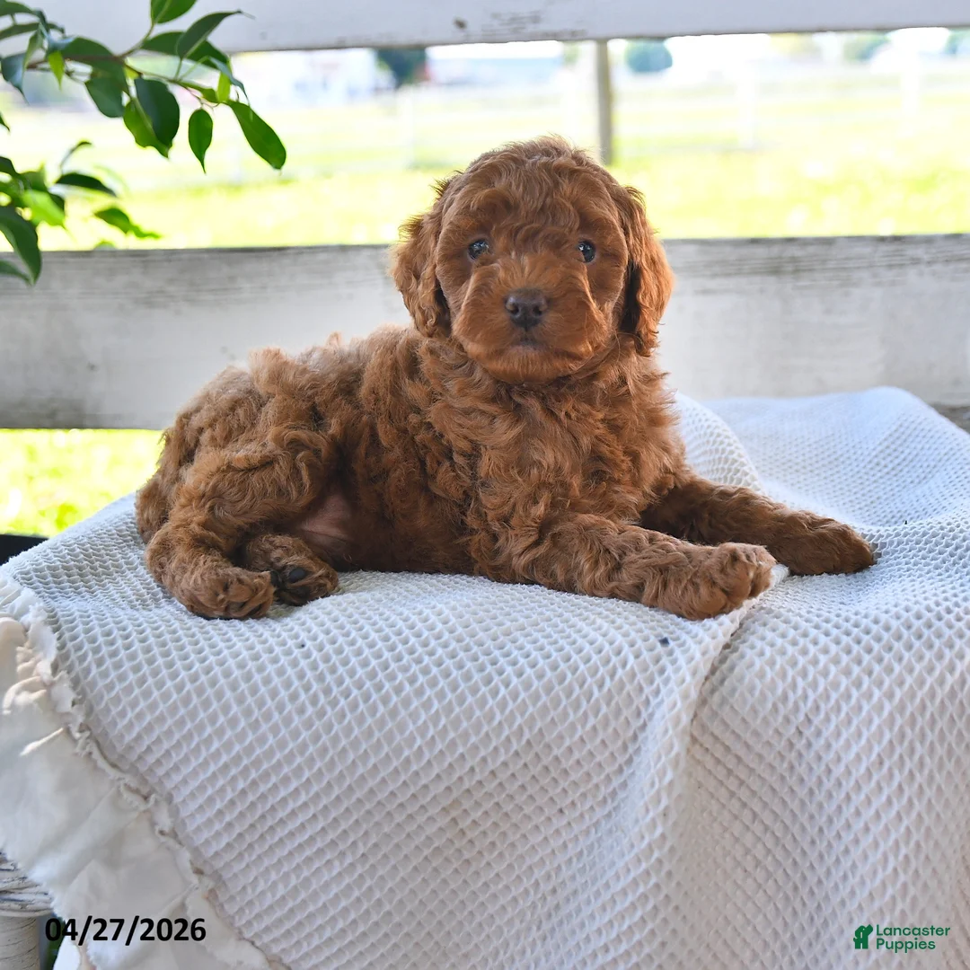 Miniature Poodle dogs for sale: Biff - Ad 3