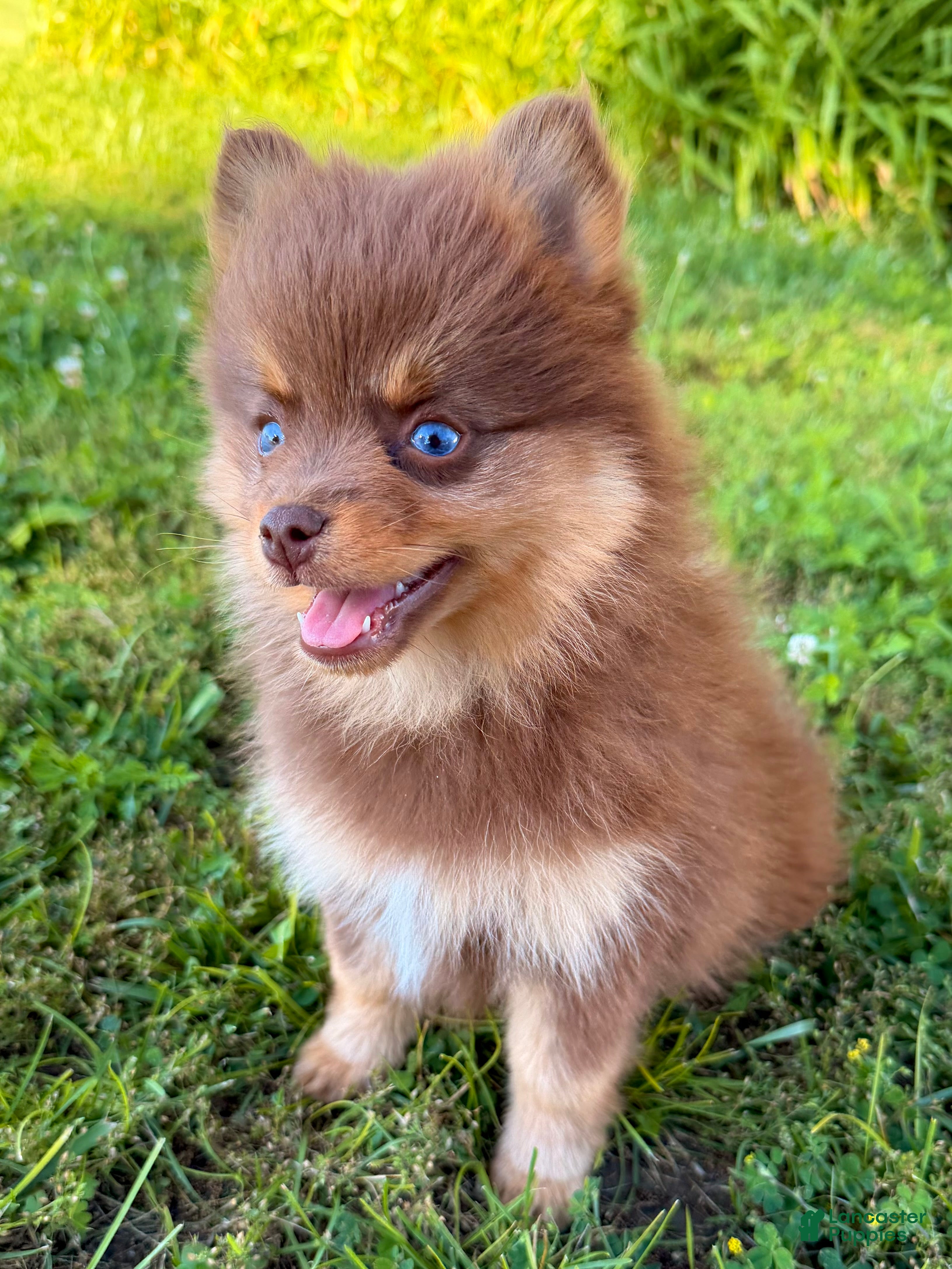 Pomsky dogs Heidi Jr. - Ad 1