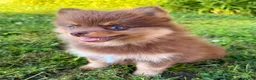 Pomsky dogs for sale: Heidi Jr. - Ad 1
