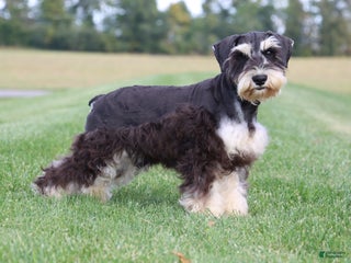 Miniature Schnauzer dogs - Ad 11