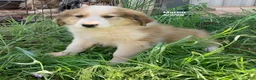 Collie dogs for sale: Martine - Ad 7