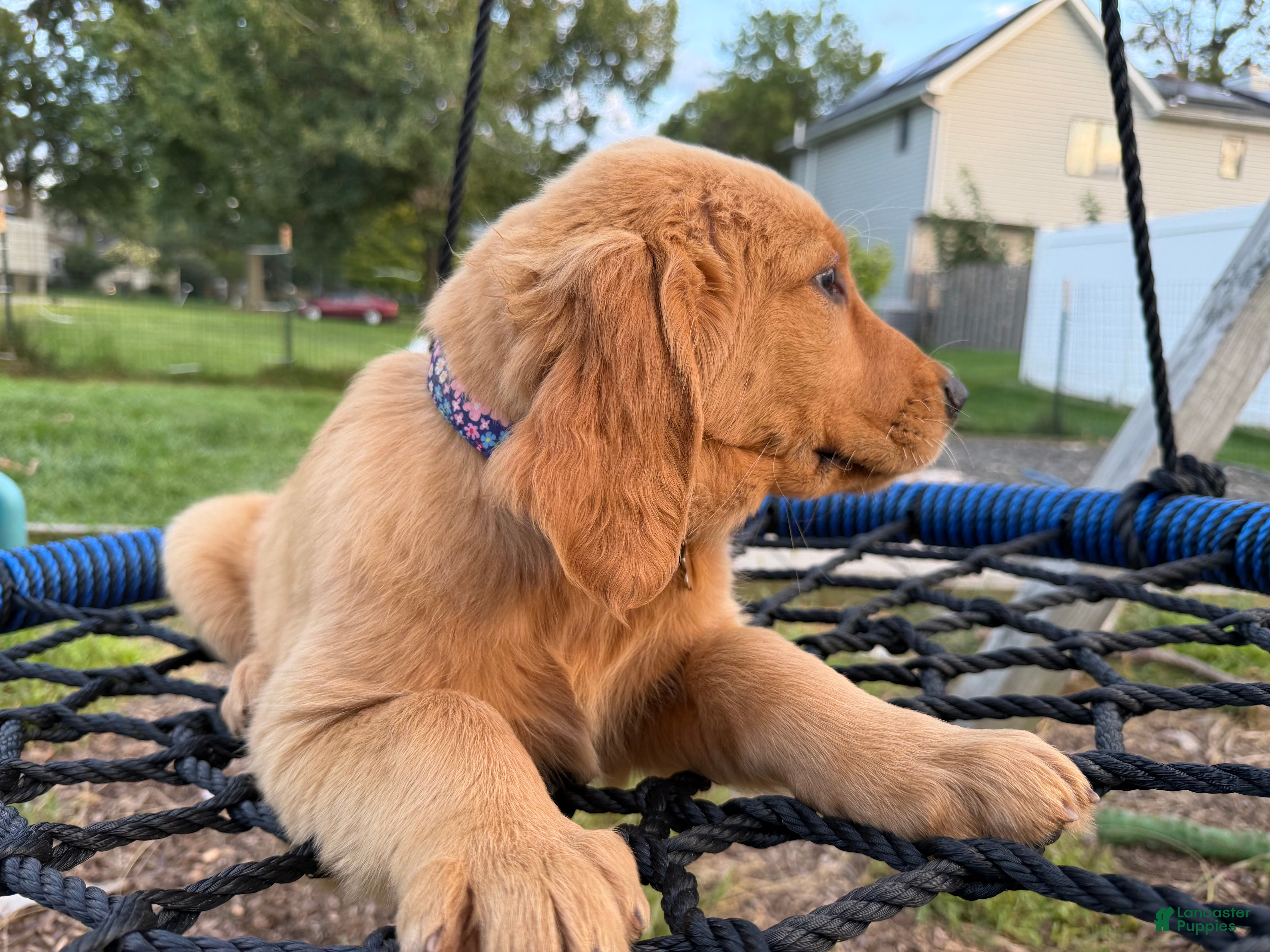 Golden Retriever dogs Rosy - Ad 2