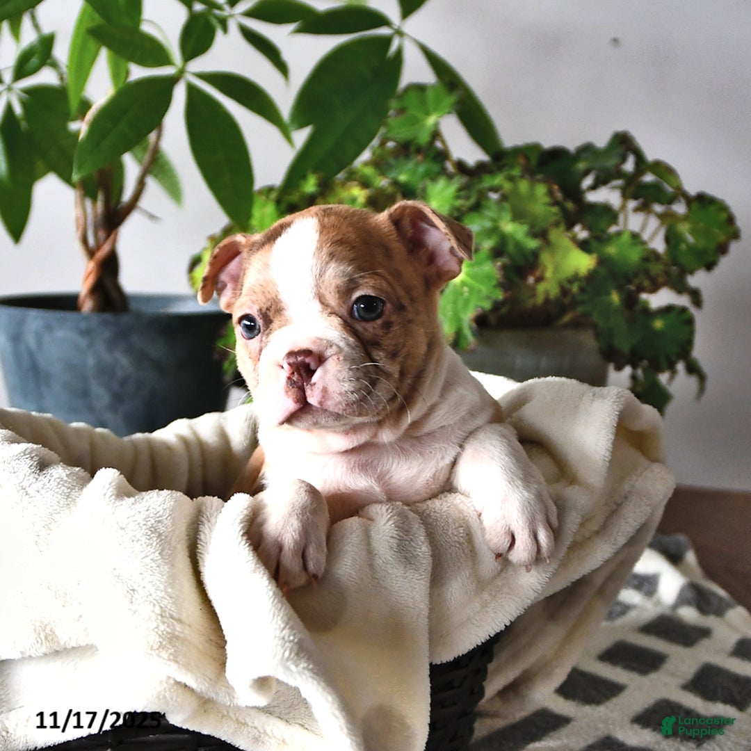 Boston Terrier dogs for sale: Rachelle  - Ad 4