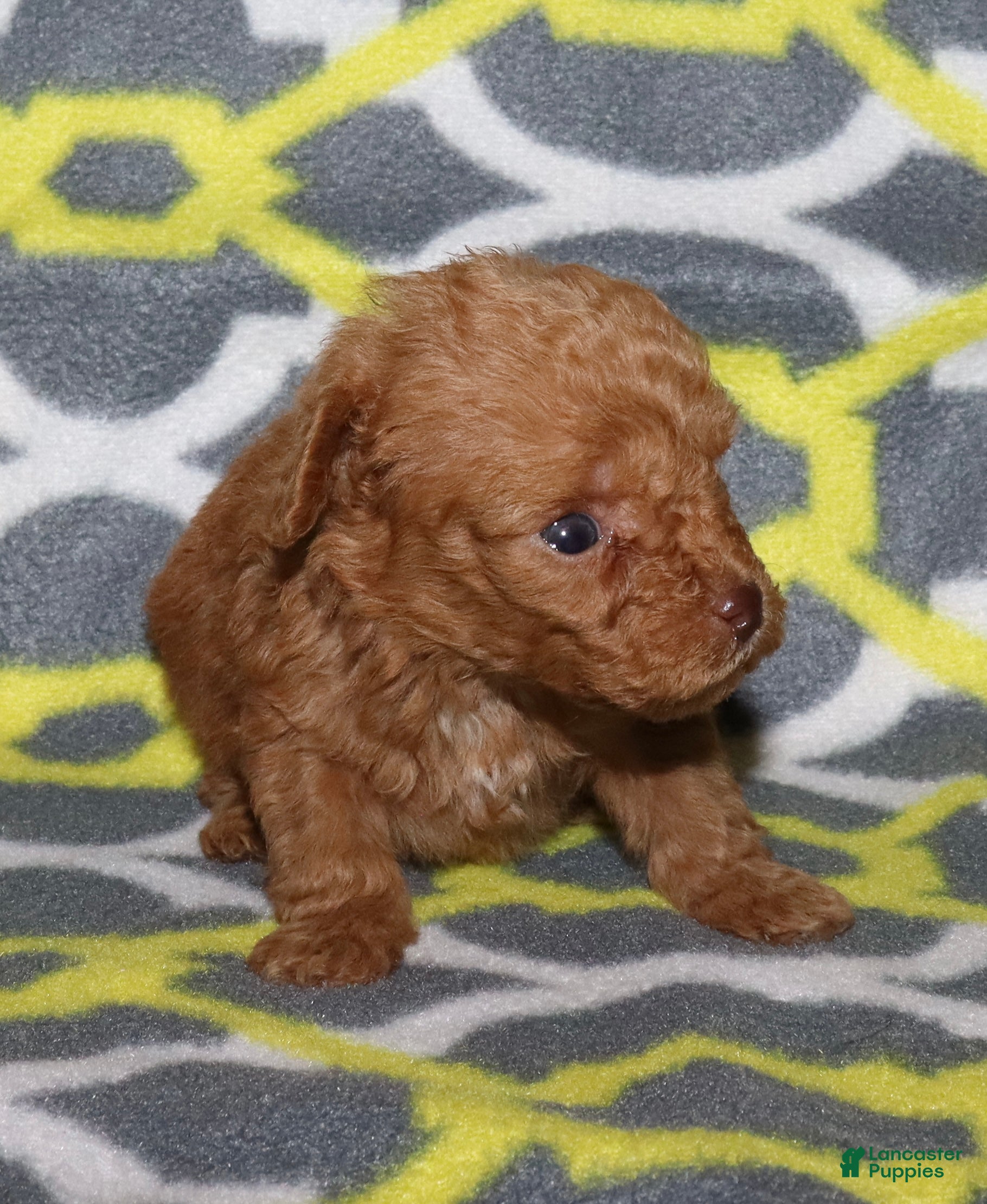 Toy Poodle dogs for sale: Double T Summer’s apricot male - Ad 24