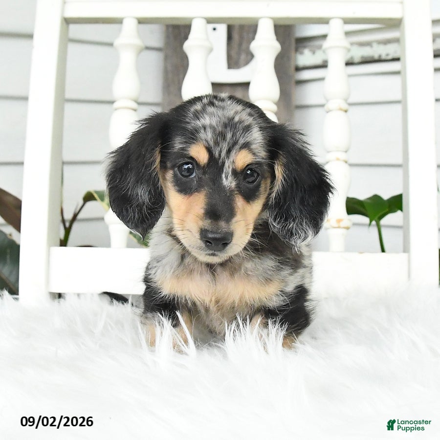 Dachshund dogs Teddy - Ad 2