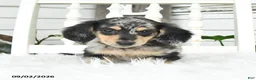 Dachshund dogs for sale: Teddy - Ad 2