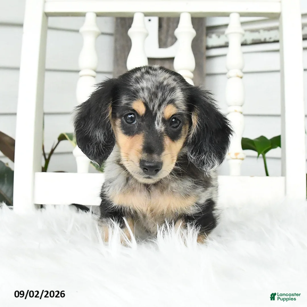 Dachshund dogs for sale: Teddy - Ad 2