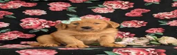 Golden Retriever dogs for sale: Zia AKC Reg - Ad 3