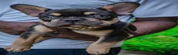 French Bulldog dogs for sale: Brownie - Ad 1