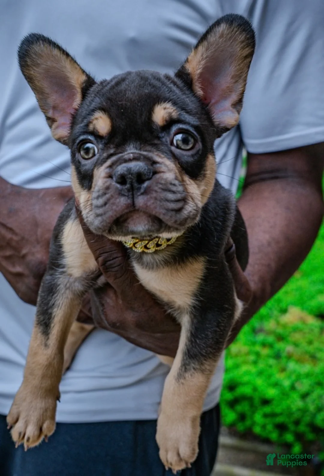 French Bulldog dogs for sale: Brownie - Ad 1
