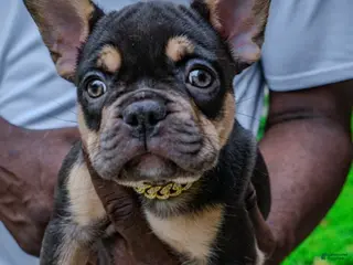 French Bulldog dogs for sale: Brownie - Ad 4