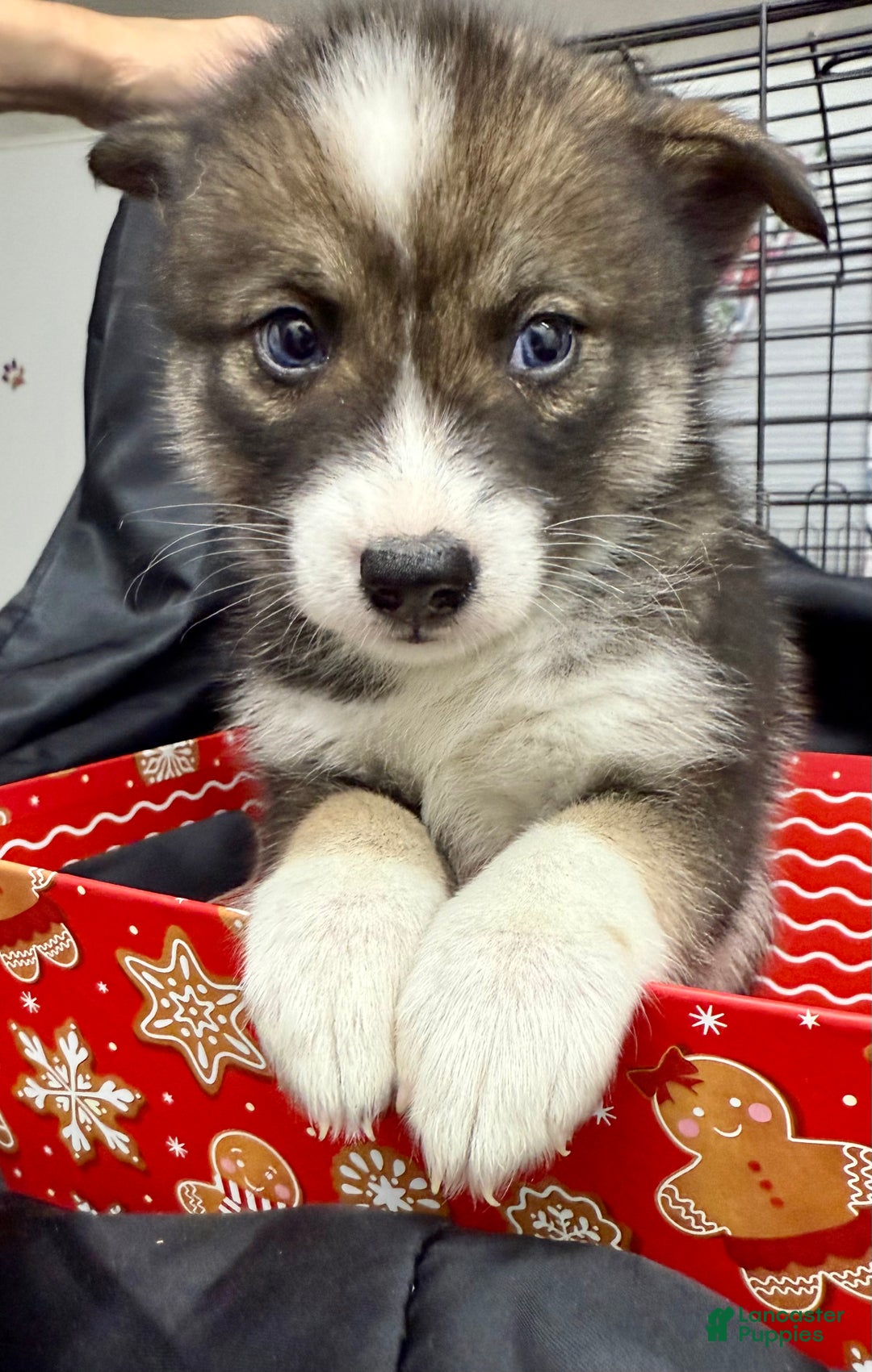 Mixed Breed dogs for sale: Noelle - Ad 7