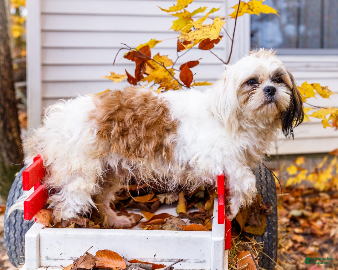 Shih Tzu dogs for sale: Jude - Ad 7