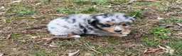 Australian Shepherd dogs for sale: Tinker Bell - Ad 6