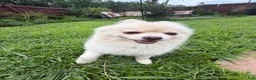 Pomeranian dogs for sale: Gucci - Ad 5