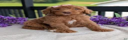 Goldendoodle dogs for sale: Miss Daisy - Ad 20