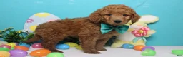 Goldendoodle dogs for sale: RC  - Ad 6