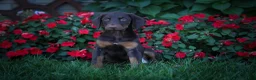 Doberman Pinscher dogs for sale: PENNY - Ad 3