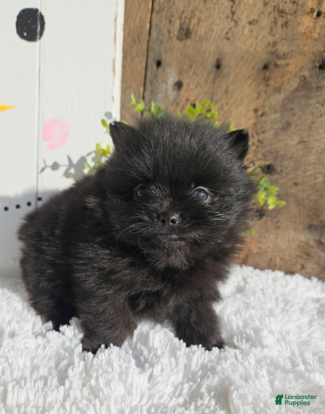 Pomeranian dogs for sale: Tinker - Ad 1