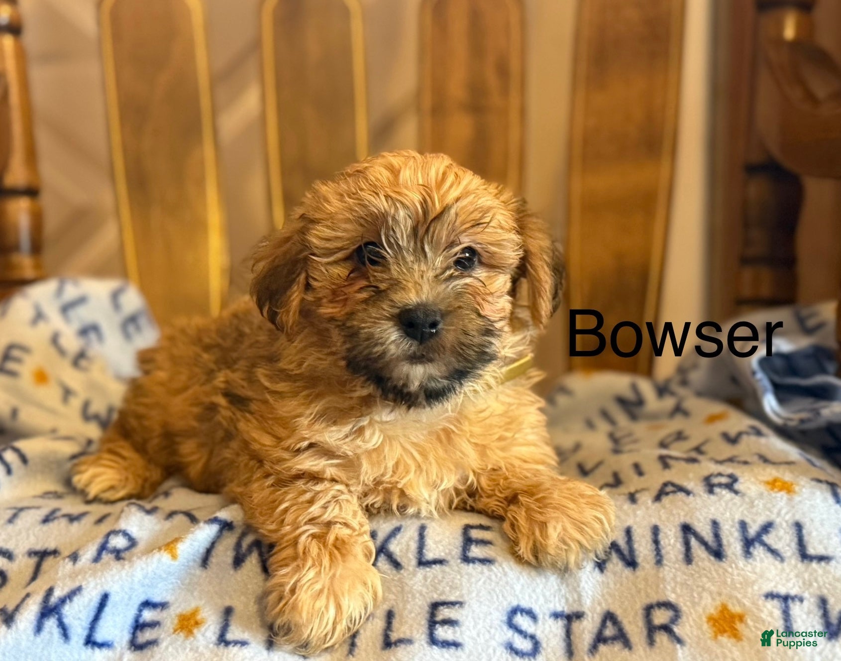 Yorkiepoo dogs Bowser - Ad 1