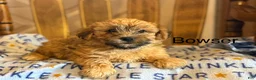 Yorkiepoo dogs for sale: Bowser - Ad 1