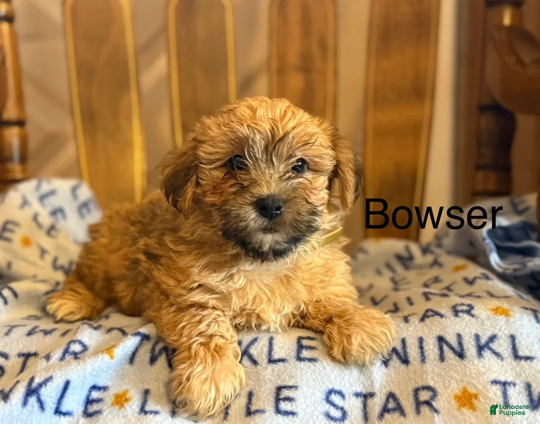 Yorkiepoo dogs for sale: Bowser - Ad 1