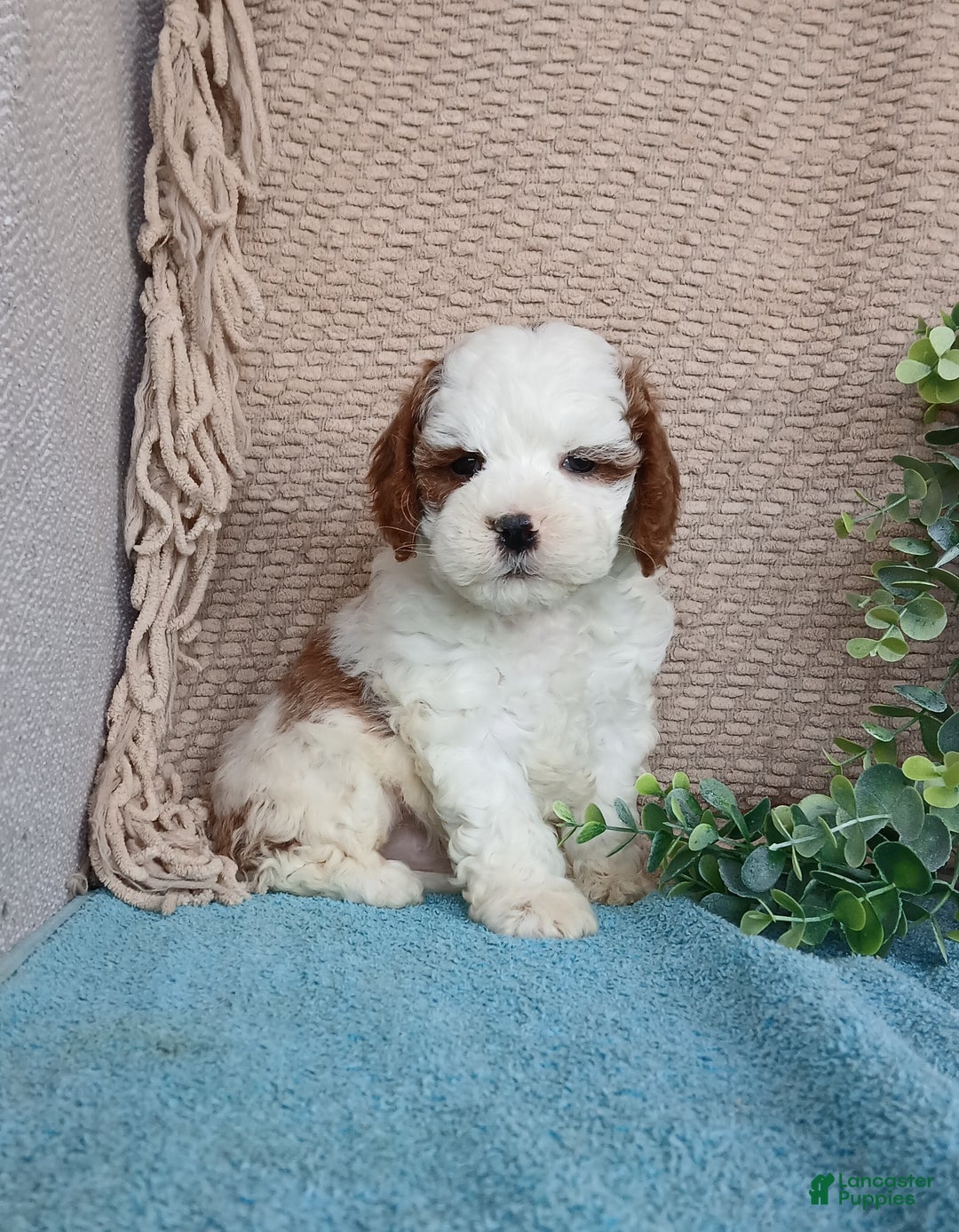Cavapoo dogs for sale: Scott  - Ad 4