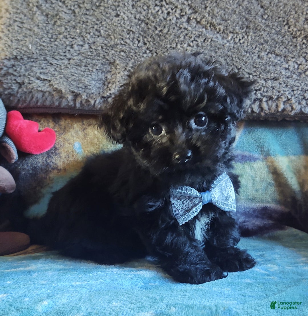 Maltipoo dogs for sale: Archie - Ad 5
