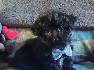 Maltipoo dogs Archie - Ad 35