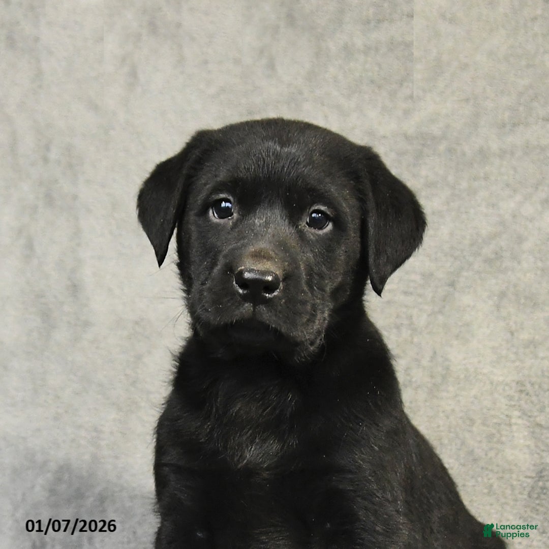 Labrador Retriever dogs for sale: Baxter - Ad 4