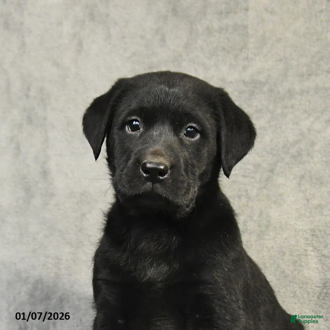 Labrador Retriever dogs for sale: Baxter - Ad 7