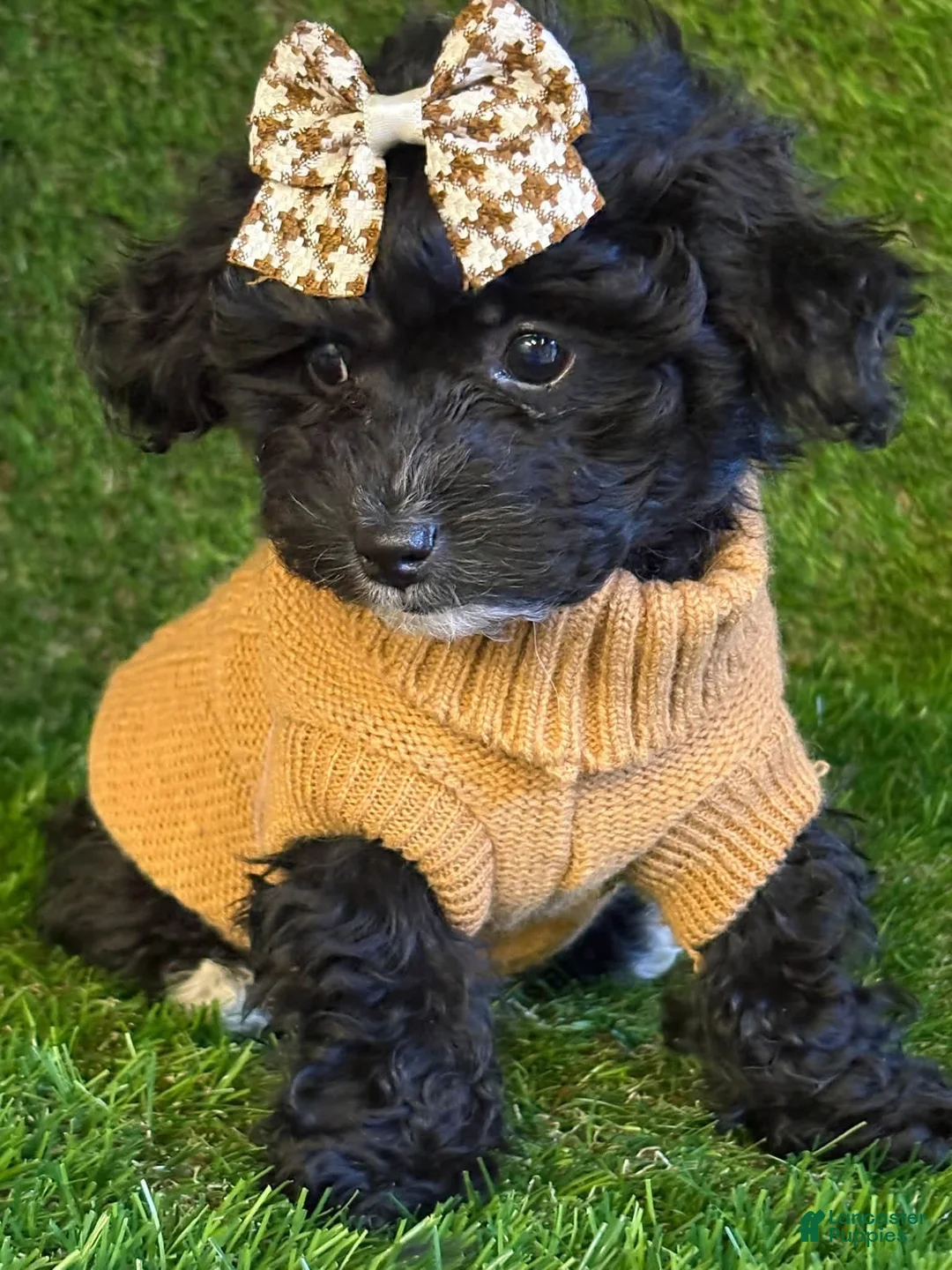 Yorkiepoo dogs for sale: Lisa - Ad 1