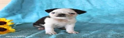Pug dogs for sale: Sweetie - Ad 5