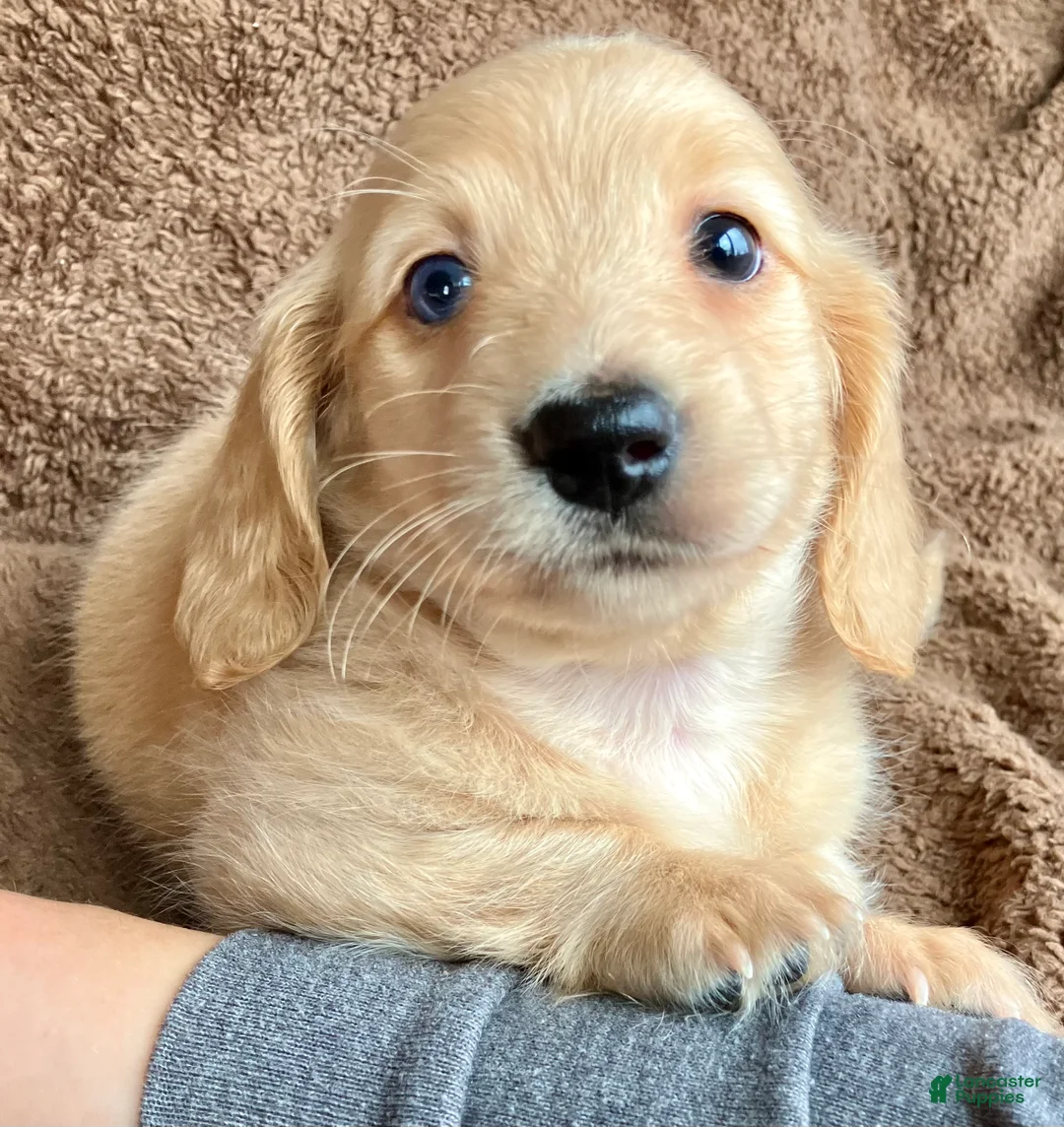 Miniature Dachshund dogs for sale: AKC Theodore of Wagglytail Lane - Ad 2