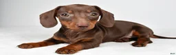 Dachshund dogs for sale: Callie - Ad 4