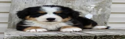 Bernedoodle dogs for sale: Ricky - Ad 6