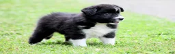 Border Collie dogs for sale: Jigger - Ad 3