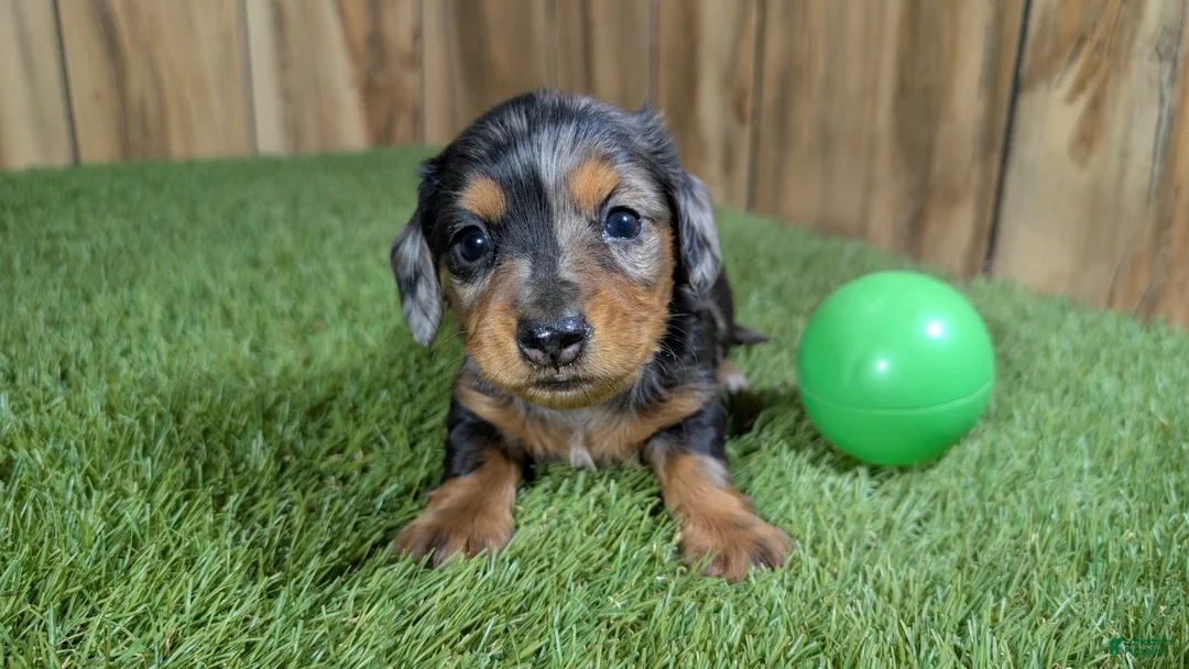 Miniature Dachshund dogs for sale: Darlie Boy 3 - Ad 2